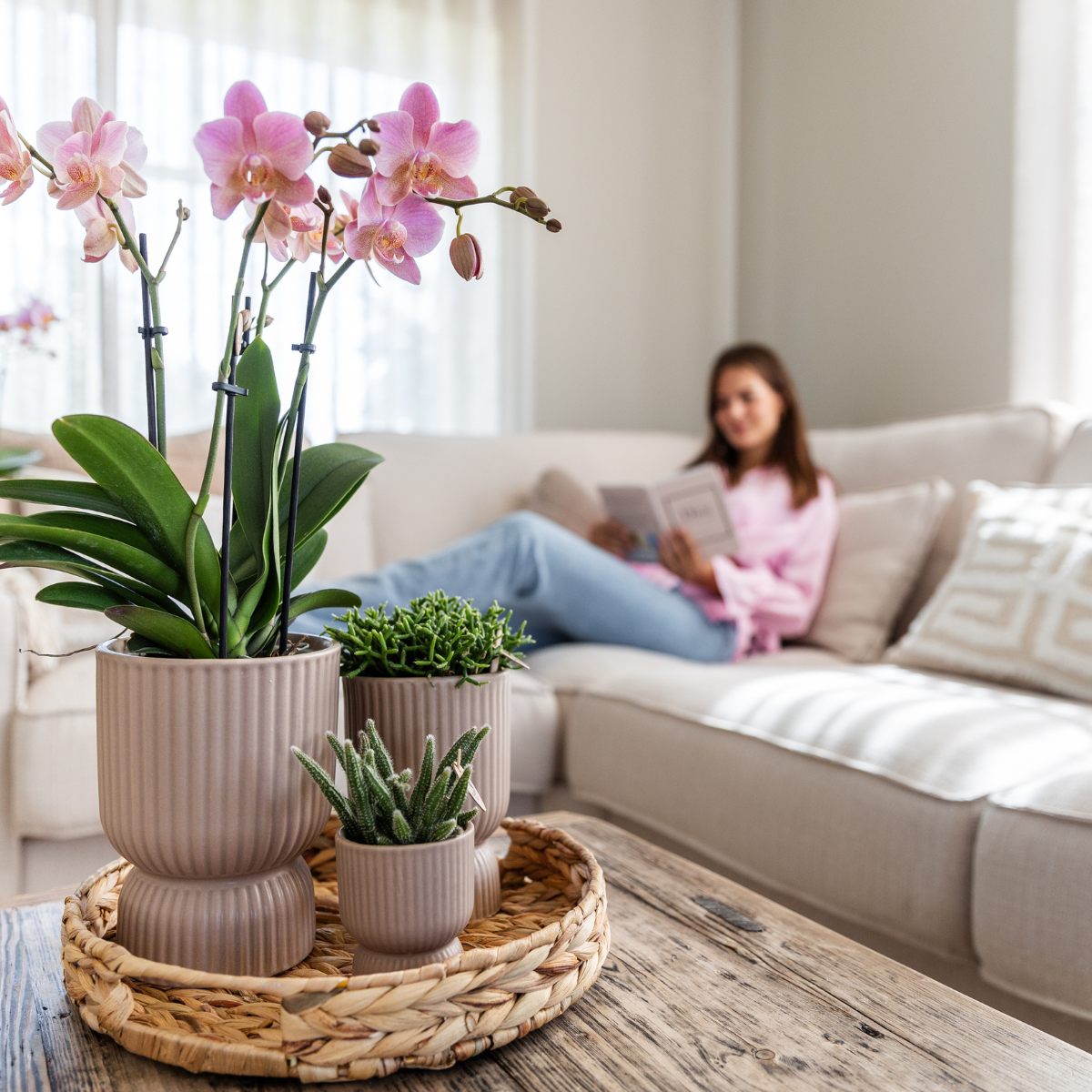 Altrosa Phalaenopsis Orchideen - Treviso - Topfgröße Ø12cm -Zimmerpflanze - 2 Stück