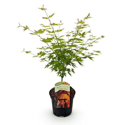 Japanischer Ahorn – Acer palmatum Orange Dream – ca. 70 cm hoch – Orange-Gelb – im 19 cm Topf – Balkon- & Gartenpflanze – Zierbaum mit Farbwechsel 