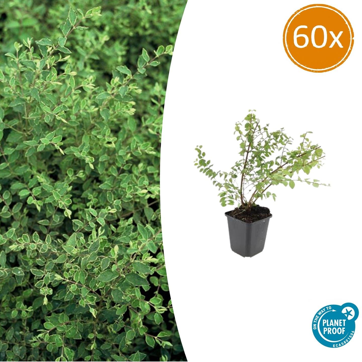 Symphoricarpos chenaultii 'Hancock' – Niedrige Purpurbeere – 60 Pflanzen – Ø9cm – ↕10–25cm – Bodendecker & Zierstrauch – Weißblühend mit Herbstbeeren – Winterhart
