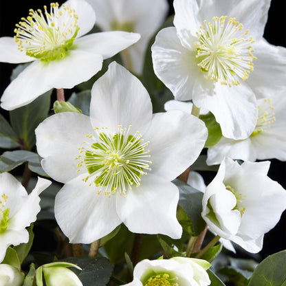 GreenboutiQ - Gartenpflanze - Weihnachtsrose - Helleborus Christmas Carol - Weiße Blüte - 1 Pflanze - Immergrün - Topf 14cm Höhe 30cm 