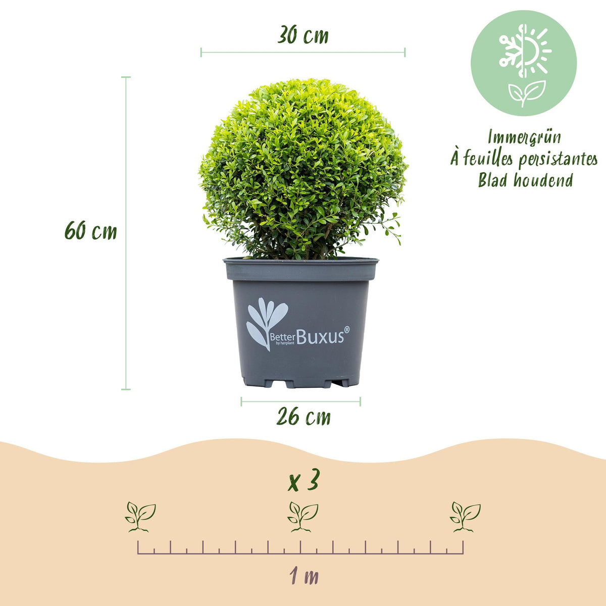 GreenboutiQ - Buxus Kugel - BetterBuxus Skylight - Resistent gegen Buxusmehltau - 1 Pflanze - Topf 26cm Kugel 30cm 