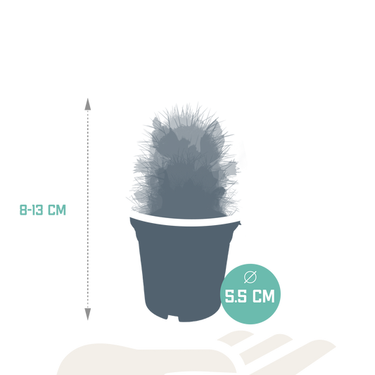 Kakteenmischung - 5,5 cm - 5 Stück