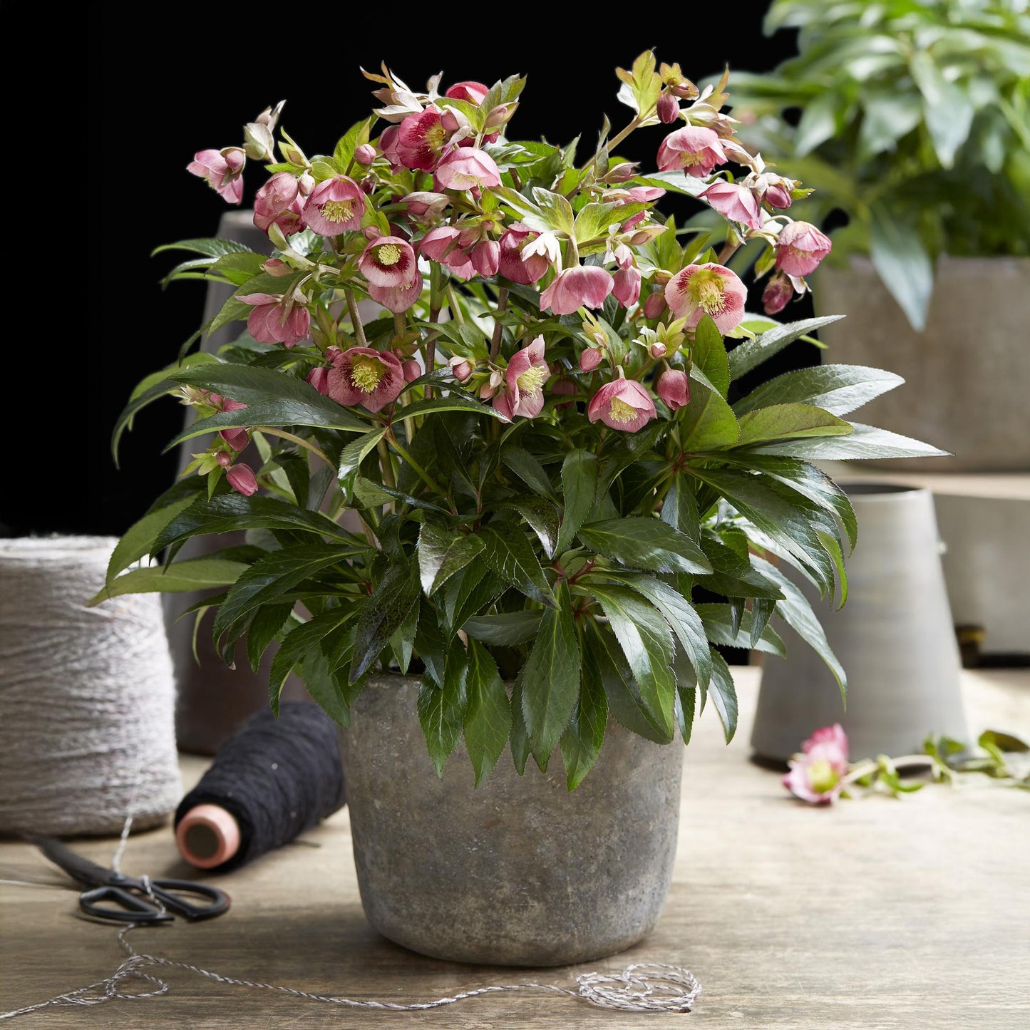 GreenboutiQ - Gartenpflanze - Lenzrose - Helleborus Dacaya - Rosa Blüte - Immergrün - Topf 19cm Höhe 50cm 