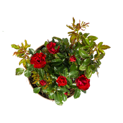 Rose Zepeti – Ø19 cm – Höhe 35–40 cm – Kompakte, reich blühende Rose mit leuchtend roten Blüten – Ideal für Beet und Kübel – Winterhart