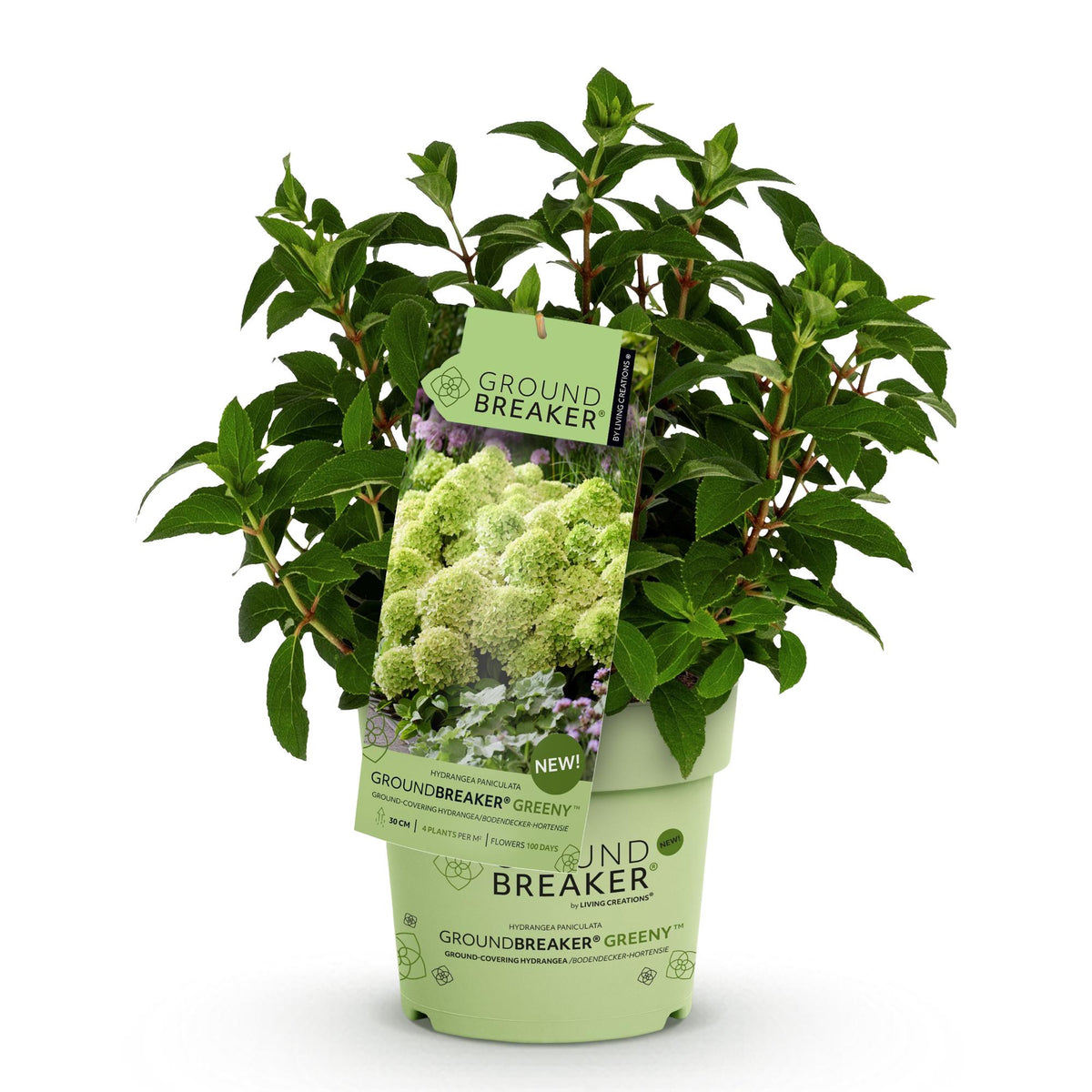 Green boutiQ - Gartenpflanze - Hydrangea panniculata Groundbreaker Greeny - Rispenhortensie - Winterhart - Creme - 1 Pflanze - Topf 14cm - Höhe 20-25cm 