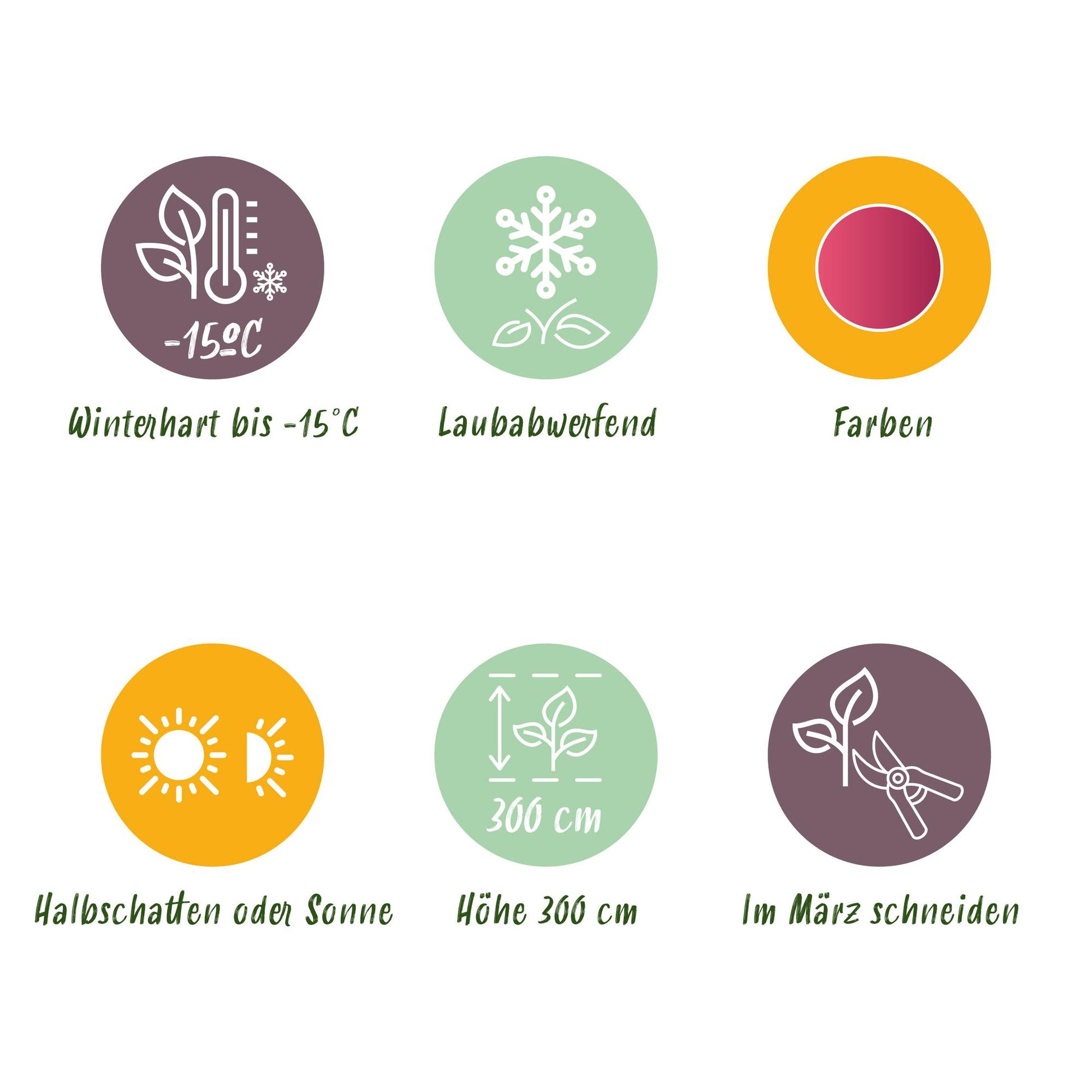 GreenboutiQ - Gartenpflanze - Acer palmatum Phoenix - Rosa - 3 Pflanzen - Laubabwerfend - Wenig Pflege - Topf 12cm Höhe 35cm 