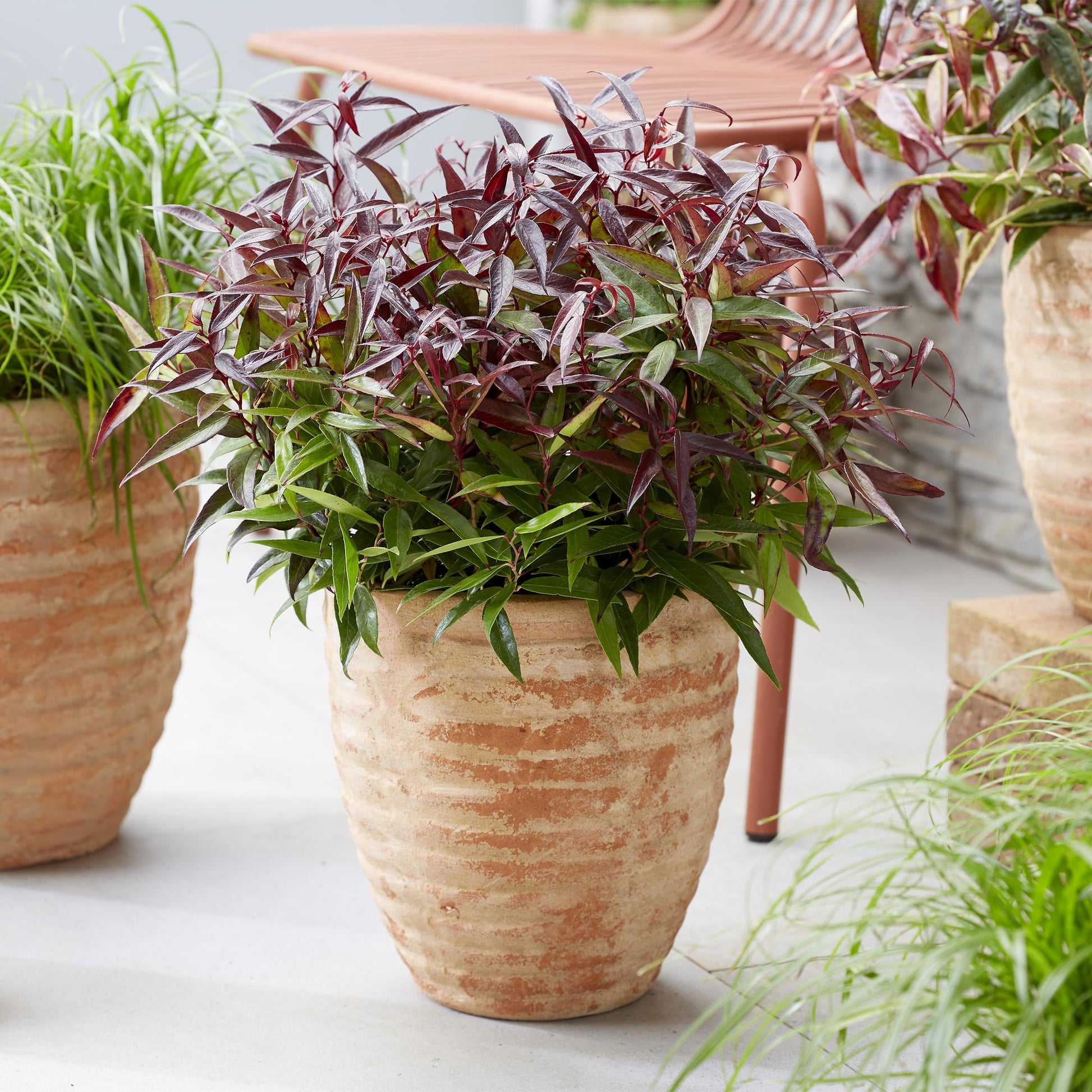 GreenboutiQ - Gartenpflanze - Leucothoe Burning Love - Rot - 1 Pflanze - Immergrün - Wenig Pflege - Topf 17cm Höhe 45cm 