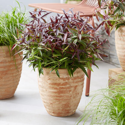 GreenboutiQ - Gartenpflanze - Leucothoe Burning Love - Rot - 1 Pflanze - Immergrün - Wenig Pflege - Topf 17cm Höhe 45cm 