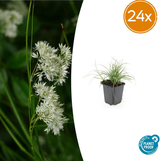 Luzula nivea – Schneegarben – 24 Pflanzen – 9cm – Immergrüner Bodendecker – ↕10–25cm – Winterhart & pflegeleicht – Ideal für Schatten, Beete & Steingarten 