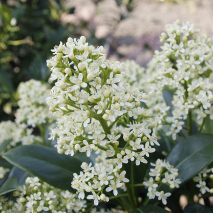 GreenboutiQ - Terrassenpflanze - Skimmia japonica Finchy - Blüte Weiß - 10+ Blüten - 2 Pflanzen - Winterhart - Topf 10,5cm Höhe 25cm 