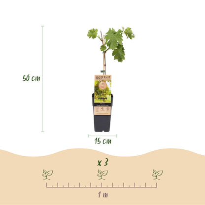 Weinrebe Vitis vinifera Frühzeit von der Laan – Weiße Traube – 2 Pflanzen – Obstpflanze – 15cm – Höhe 50cm 