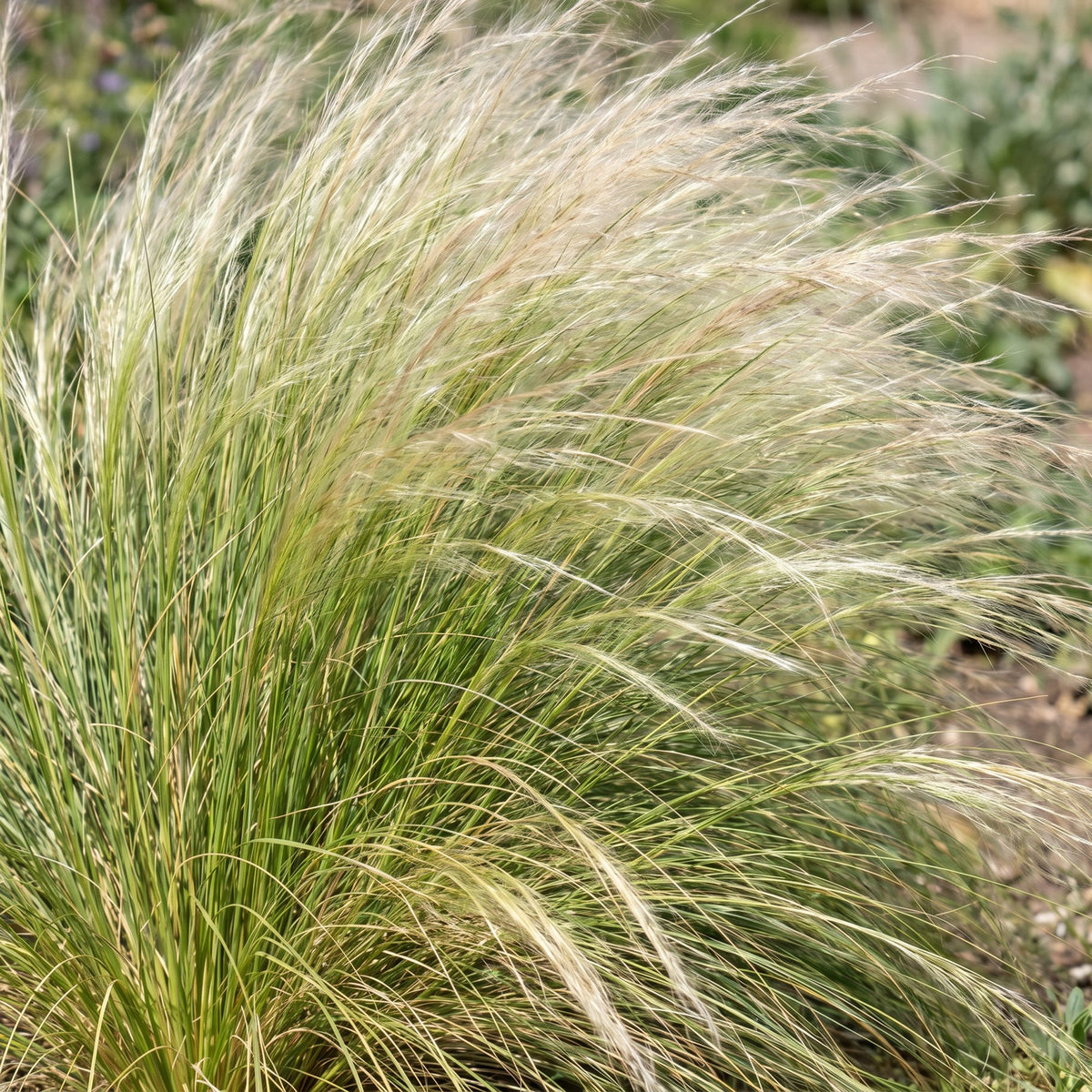Federgras 'Ponytails' – Stipa tenuissima 'Ponytails' – 6 Pflanzen – Topf Ø11cm – Staude für Garten & Balkon
