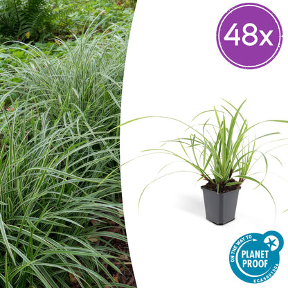 Carex morrowii 'Ice Dance' – Immergrünes Ziergras – 48 Pflanzen – Bodendecker für Sonne & Schatten – Ø9cm – ↕10–25cm – Winterhart & pflegeleicht 