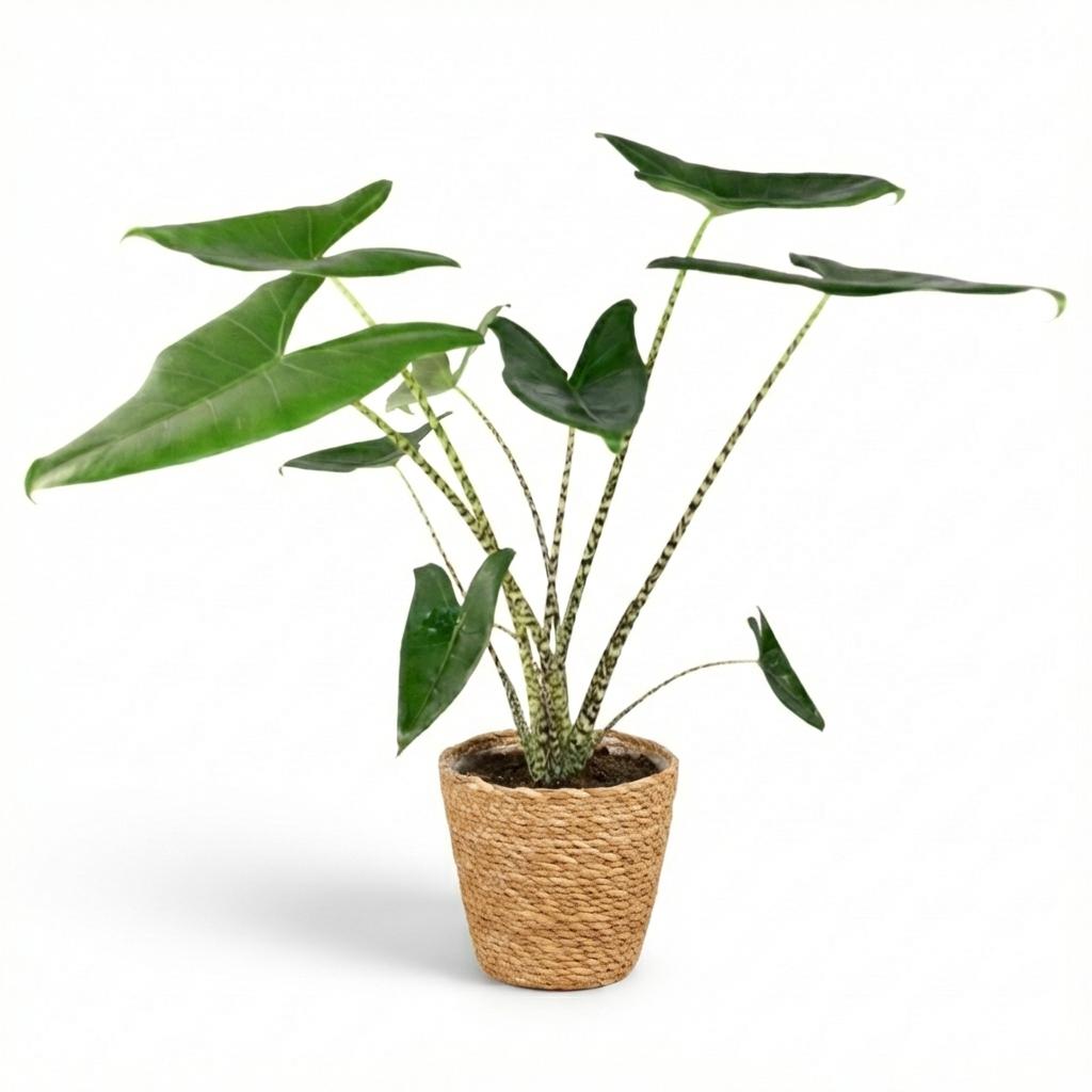 Green boutiQ - Zimmerpflanze - Elefantenohr - Alocasia Zebrina - Grün - Pflegeleicht - 1 Pflanze - inkl. Korb - Topf 21 cm - Höhe 70 - 75 cm 