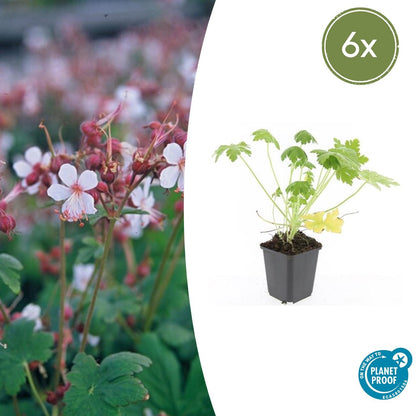 Felsen-Storchschnabel Geranium macrorrhizum 'Spessart' – Winterharter Bodendecker – 6 Pflanzen – Ø9 cm Töpfe – Höhe 10-25 cm – Weiße Blüten & grünes Laub – Ideal für Steingärten & Beete