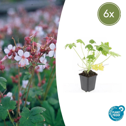 Felsen-Storchschnabel Geranium macrorrhizum 'Spessart' – Winterharter Bodendecker – 6 Pflanzen – Ø9 cm Töpfe – Höhe 10-25 cm – Weiße Blüten & grünes Laub – Ideal für Steingärten & Beete