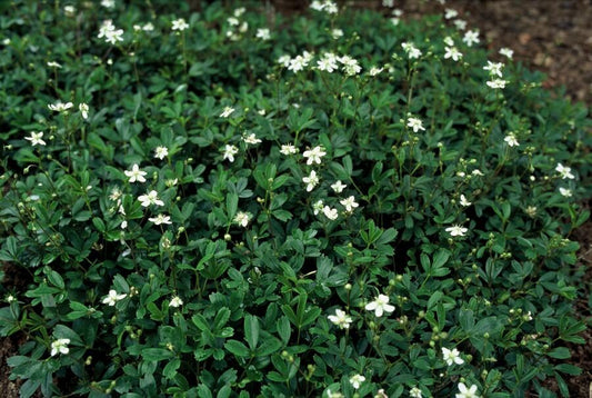 Fingerstrauch Potentilla tridentata 'Nuuk' – ↕10-25cm – Ø9cm – 60 Pflanzen – Immergrün – Weiße Sommerblüten – Winterharter Bodendecker