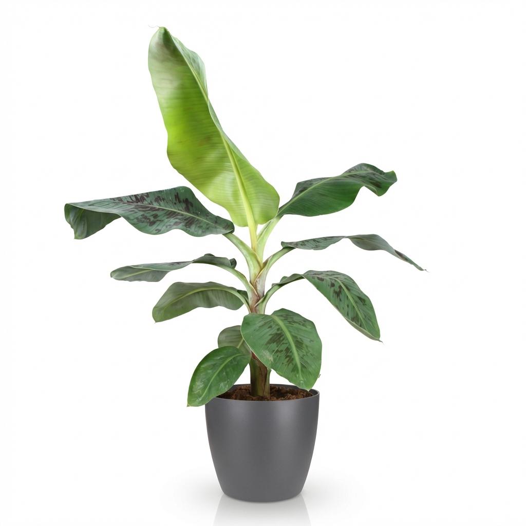 Green boutiQ - Zimmerpflanzen - Musa acuminata Dwarf Cavendisch - Bananenpflanze - Wenig Pflege - Grün - 1 Pflanze - mit Potter Grau - Topf 21cm - Höhe 70-75cm 