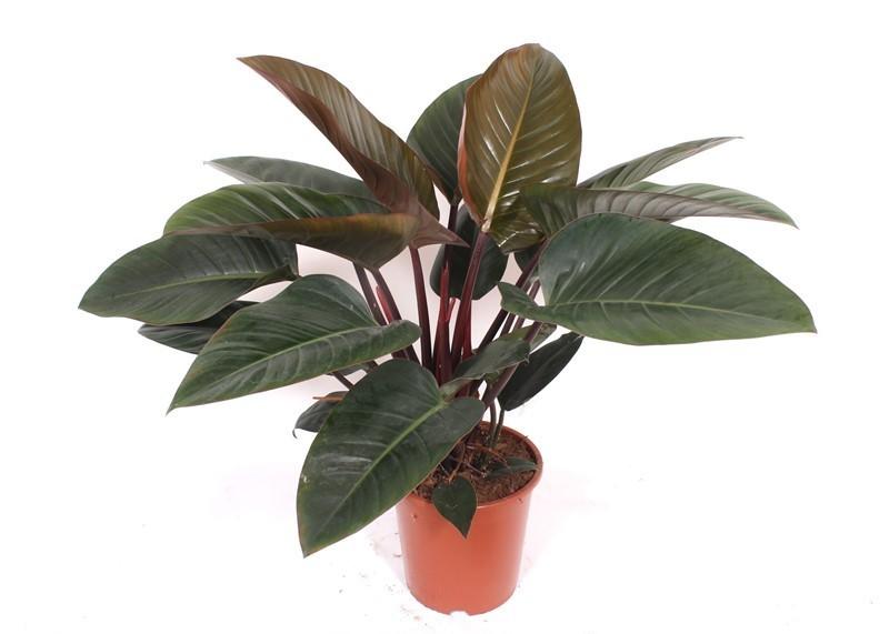 Philodendron Red Beauty Zimmerpflanze 100cm Pflegeleichte Grünpflanze mit rot getönten Blättern für Wohnzimmer Büro & Innenräume 