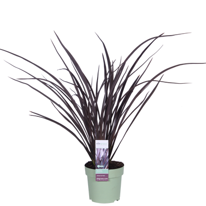 Neuseeländer Flachs - Phormium 'Rubra Nana' - Ø14cm - ↕50cm 