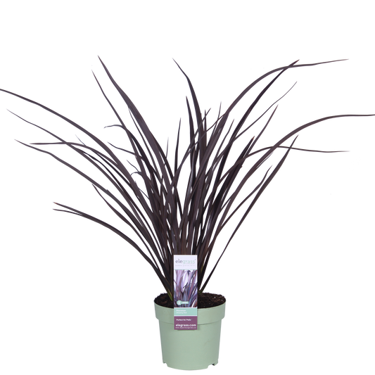 Neuseeländer Flachs - Phormium 'Rubra Nana' - Ø14cm - ↕50cm 