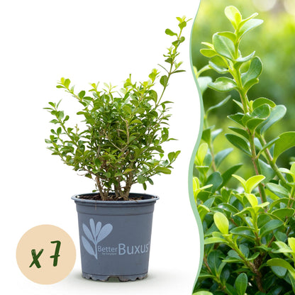 GreenboutiQ - Buxus Hecke - BetterBuxus Babylon Beauty - Resistent gegen die Buxuskrankheit - 7 Pflanzen - 1 laufender Meter - Topf 10,5cm Höhe 25-30 