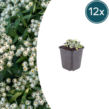 Perlkörbchen Anaphalis triplinervis – 12 Pflanzen Silberstaude – Weiße Sommerblüten – 10-25cm – Ø9cm – Winterharte Staude für sonnige Beete & Steingarten