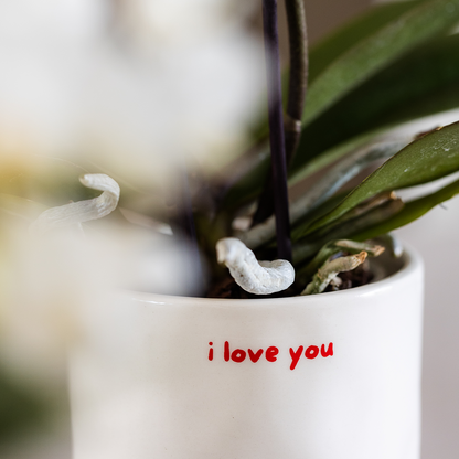 Kolibri Orchids | Geschenkset „Love You“ | Rote Phalaenopsis‑Orchidee Congo mit Grünpflanze in Love‑Übertopfen auf einer Cloud‑Platte 