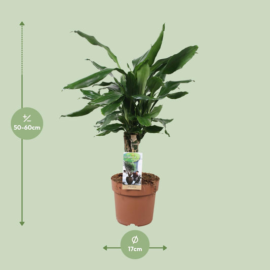 Drachenbaum - Dracaena Fagrans Steudneri Green - Zimmerpflanze - Ø17cm - ↕55cm