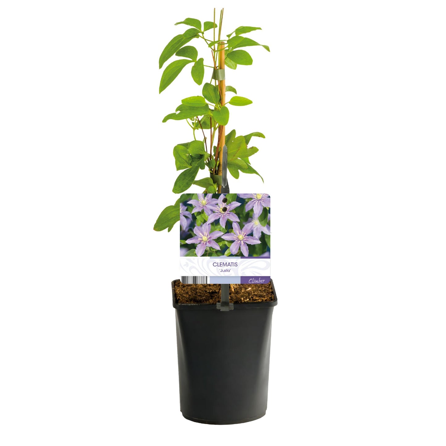 Kletterpflanze - Clematis Justa - Blüte Hellblau - Wenig Pflege - 2 Pflanzen - Topf 11cm Höhe 40cm