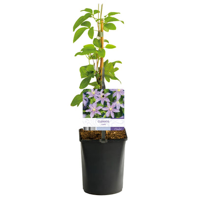 Kletterpflanze - Clematis Justa - Blüte Hellblau - Wenig Pflege - 2 Pflanzen - Topf 11cm Höhe 40cm