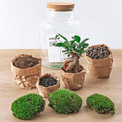 Flaschengarten - DIY Bausatz - Terrarium - Milky Bonsai - ↕30cm