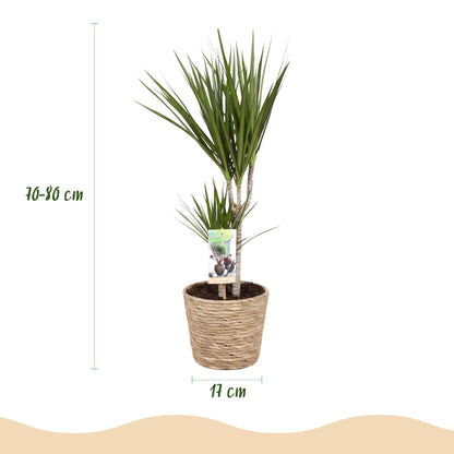 Green boutiQ - Zimmerpflanzen - Dracaena Marginata - Drachenbaum - Wenig Pflege - mit Korb - Grün - 1 Pflanze - Topf 17cm - Höhe 70-80cm 