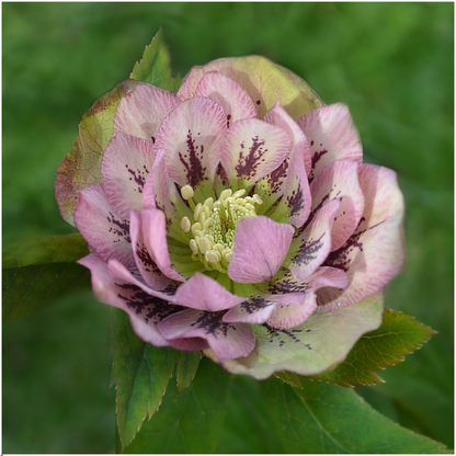 Helleborus Specials - 3 x Ø 14 cm - ↨ 25 cm 