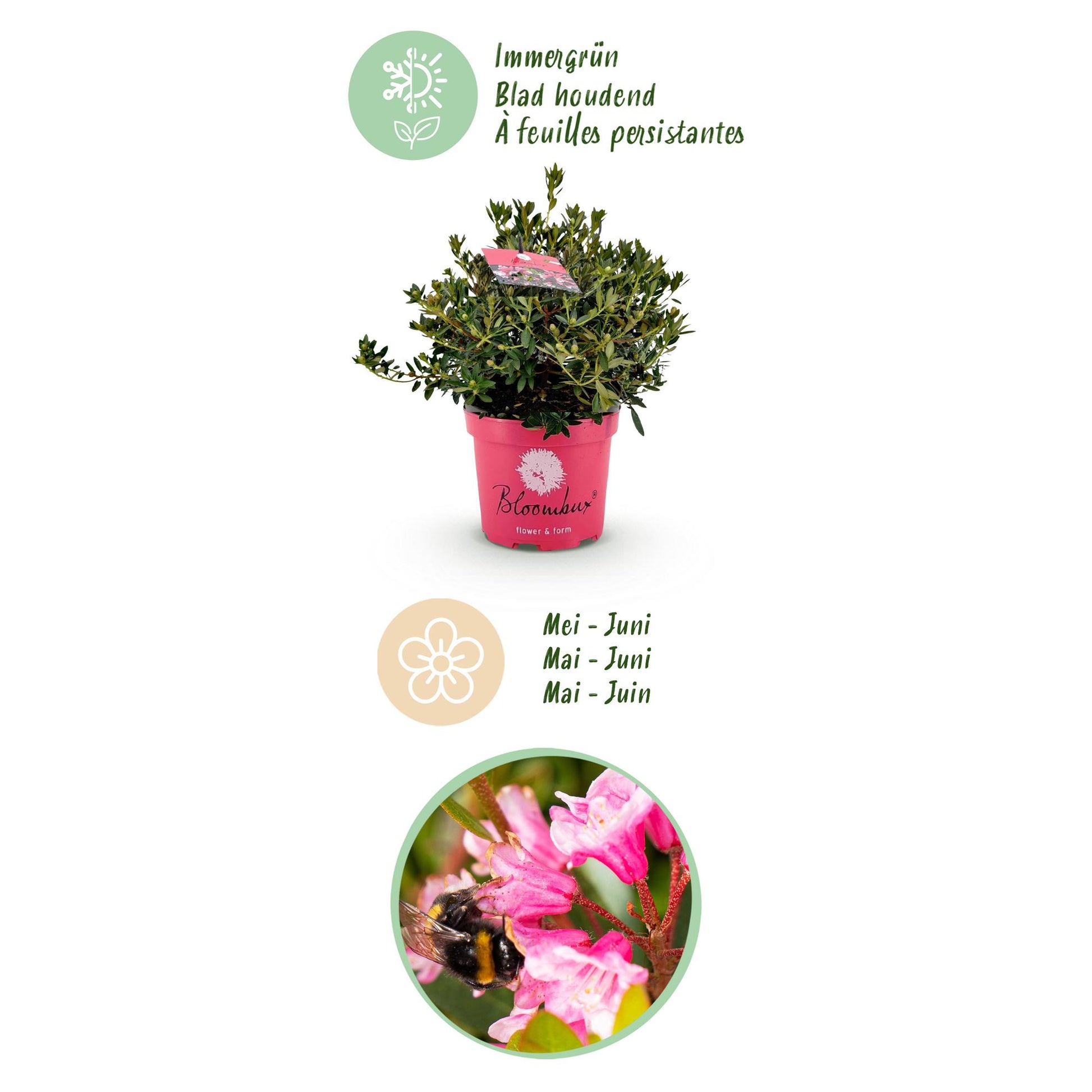 Green boutiQ - Zwerg-Rhododendron - Rhododendron Bloombux Magenta - Blühender Buchsbaum - Wenig Pflege - Rosa Blüte - 1 Pflanze - Topf 23cm - Höhe 45-55cm 