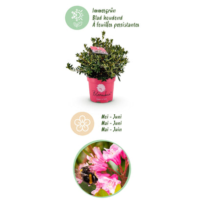 Green boutiQ - Zwerg-Rhododendron - Rhododendron Bloombux Magenta - Blühender Buchsbaum - Wenig Pflege - Rosa Blüte - 1 Pflanze - Topf 23cm - Höhe 45-55cm 