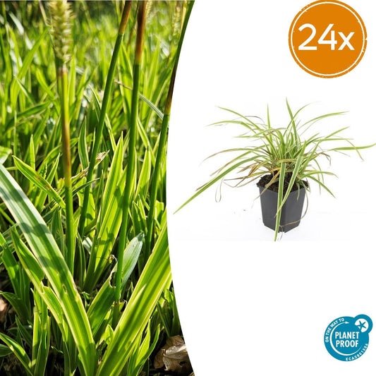 Carex morrowii 'Aureovariegata' – Japan-Segge – 24 Pflanzen – gelb-grün panaschiert – Ø9cm – ↕10–25cm – immergrün – schattenverträglich – pflegeleicht – winterhart 