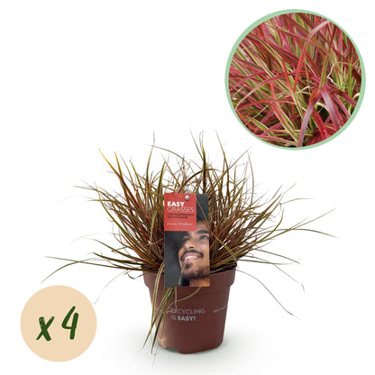Mahagonigras – Uncinia rubra 'Everflame' – 4 Pflanzen – Immergrün – Ziergras mit rotem Laub – Pflegeleicht – Ø17cm – Höhe ca. 50 cm 