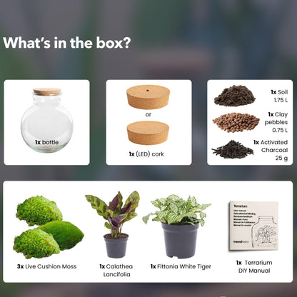 Flaschengarten - Teddy - ↕ 26,5 cm - Met LED-kurk 