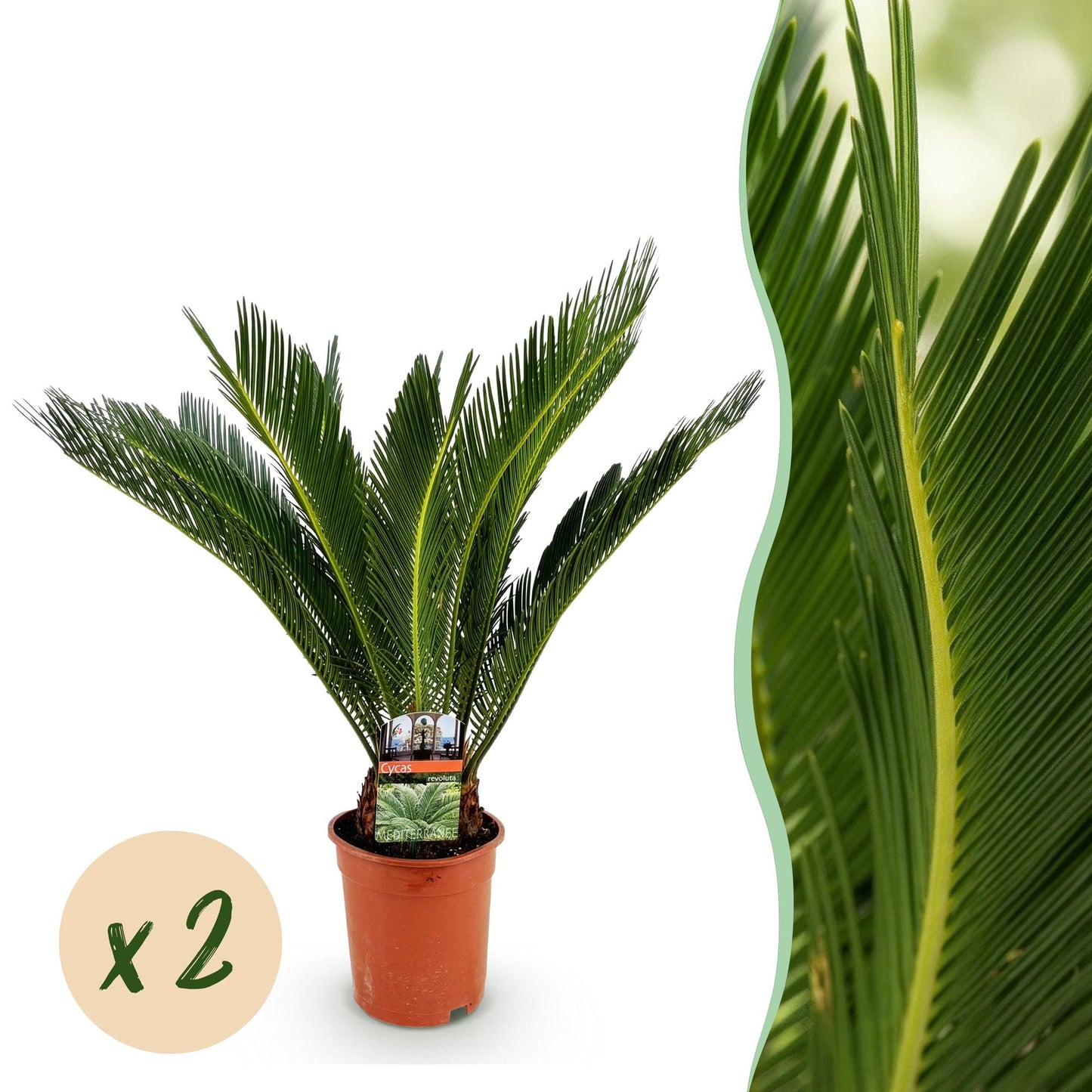 Cycas Revoluta – Palmfarn – 70cm – 17cm – 2 Pflanzen – Pflegeleichte Sago-Palmen im Doppelset – Robuste Zimmerpflanzen mit fiederförmigen Blättern – Elegantes Grün für moderne Innenräume 