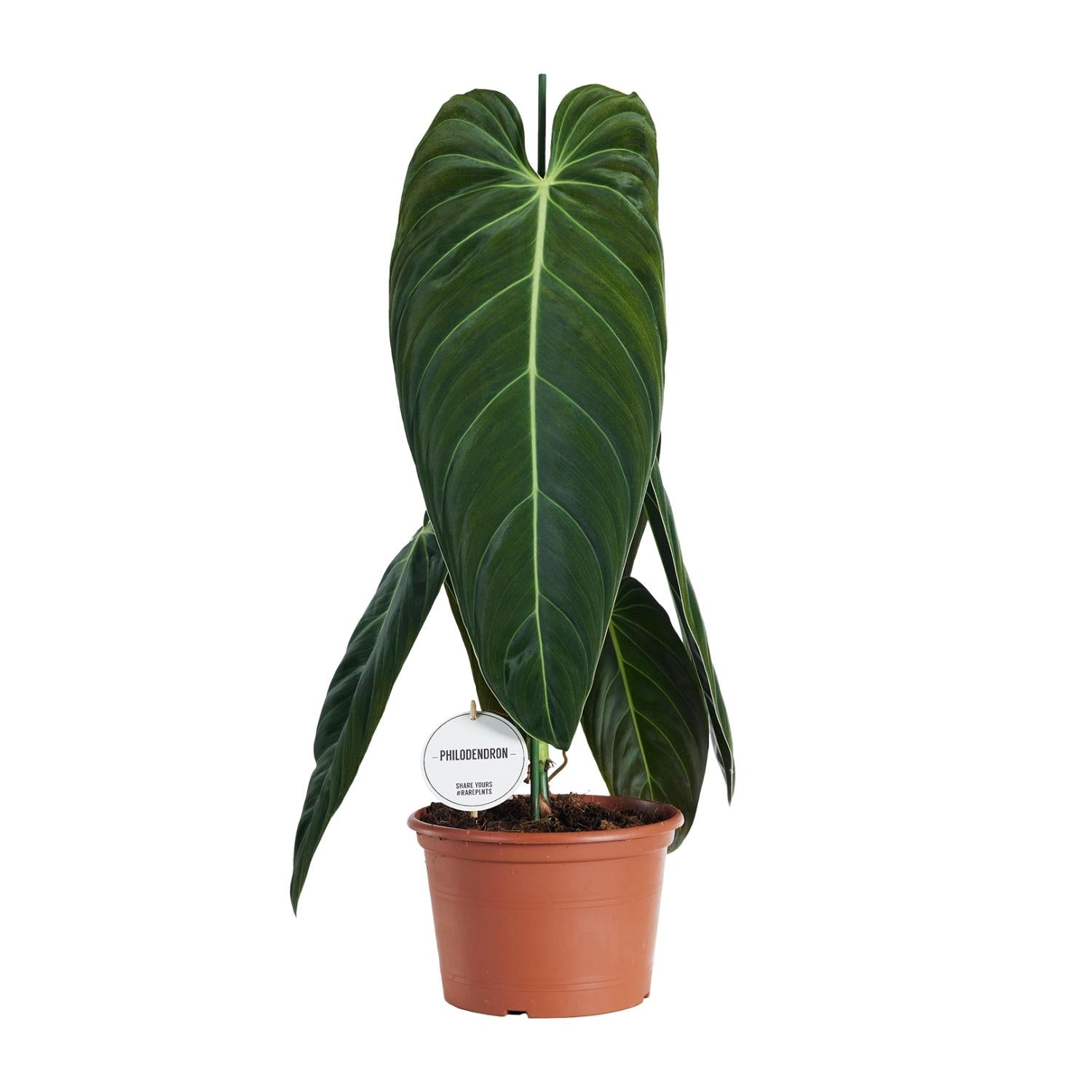 Philodendron Melanochrysum – Zimmerpflanze – Ø21cm – ↕75cm – Exotisches Klettergewächs mit samtigen Blättern – Pflegeleicht & luftreinigend – Für Wohnzimmer & Büro 