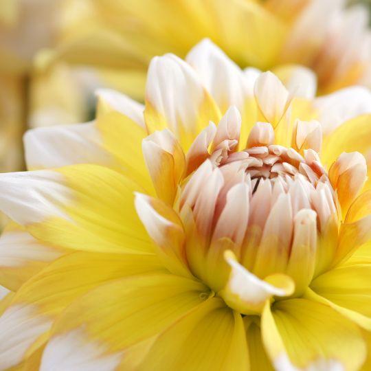 Blumenzwiebel - Dahlie - Seattle