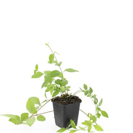 Vinca major 'Alba' – 24 Pflanzen – Weiß blühender Bodendecker – Immergrün für Beete, Unterpflanzungen und schattige Gärten 