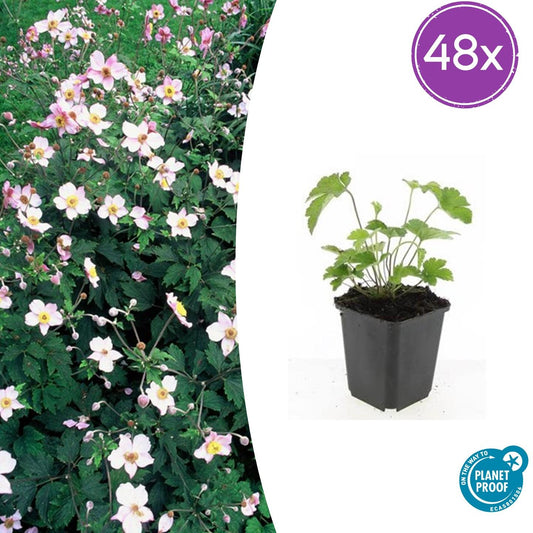 Anemone tomentosa 'Robustissima' – 48 Pflanzen – ↕10-25cm – Ø9cm – Purpurrosa Herbstanemone – Winterhart, langlebig & bienenfreundlich – Für Beete & Rabatten 