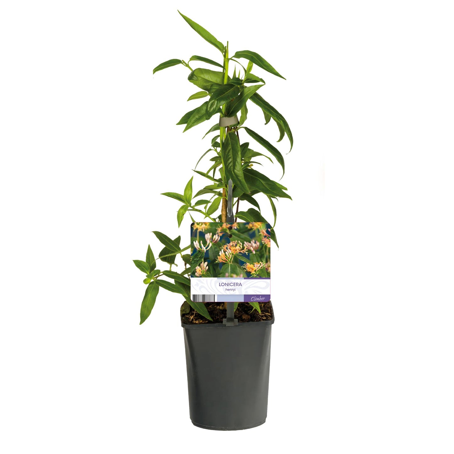 Geißblatt - Lonicera henryi - Blüte Rosa - Wenig Pflege - 2 Pflanzen - Topf 11cm Höhe 40cm