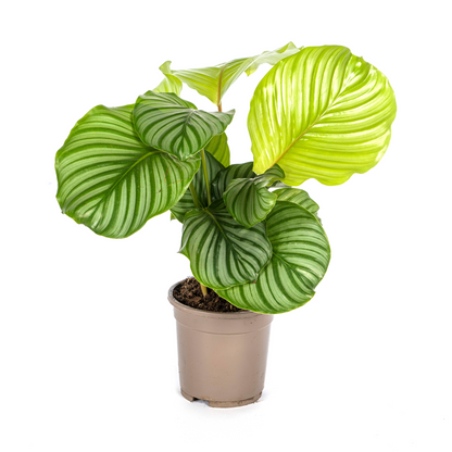 Korbmarante - Calathea Orbifolia - Zimmerpflanze - Ø17cm - ↕40 - 50cm