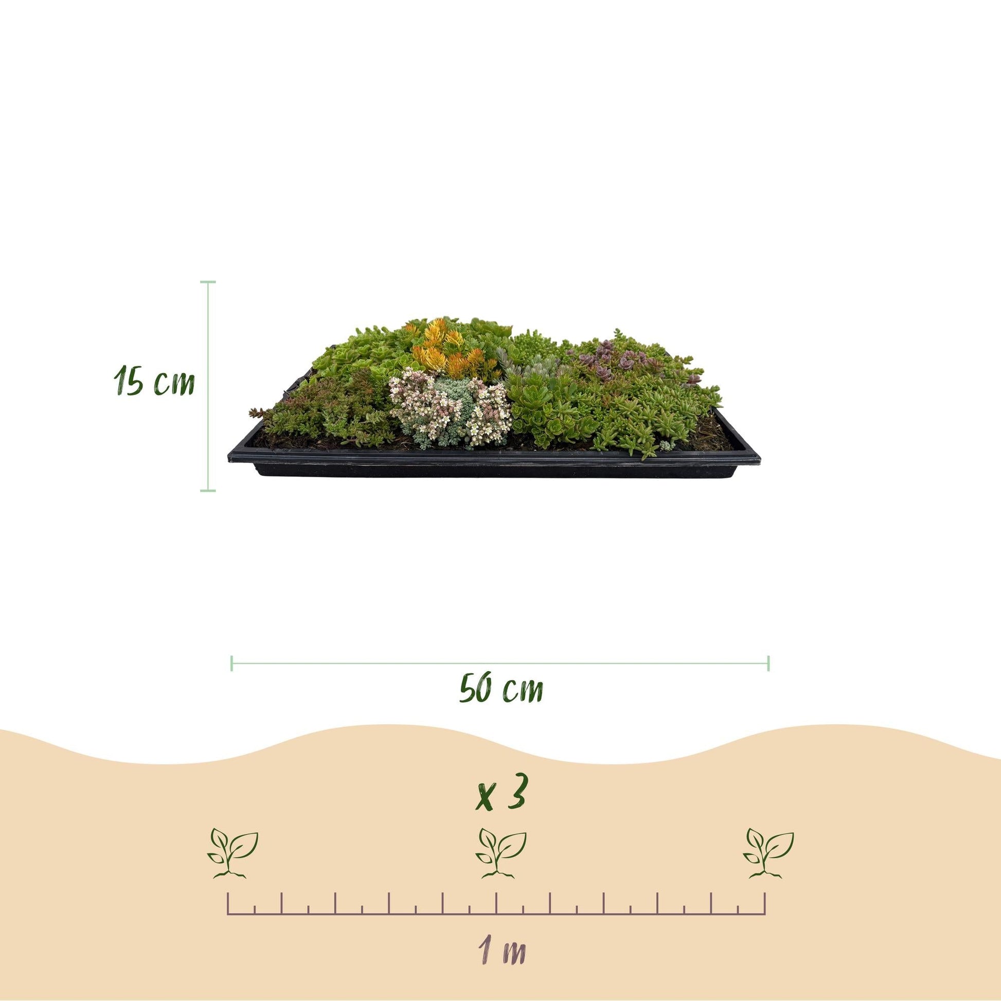 GreenboutiQ - Bodendecker - Winterhart - Sedummatte - Besteht aus 10 Sorten - X8 - Wenig Pflegeaufwand - Länge 50cm Breite 30cm 