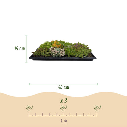 GreenboutiQ - Bodendecker - Winterhart - Sedummatte - Besteht aus 10 Sorten - X8 - Wenig Pflegeaufwand - Länge 50cm Breite 30cm 