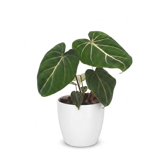Gloriosum-Baumfreund – Philodendron gloriosum – Topf Ø12cm – Höhe 25cm – mit weißem Dekotopf – Ansicht 2