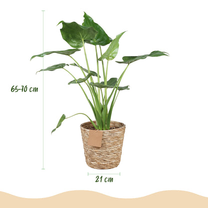 Green boutiQ - Zimmerpflanzen - Alocasia Cucullata - Buddha-Hand - Wenig Pflege - mit Korb - Grün - 1 Pflanze - Topf 21cm - Höhe 65-70cm 